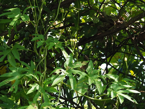Image of Ipomoea mauritiana by no rights reserved