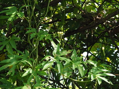 Ipomoea mauritiana