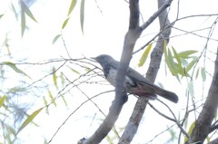 Turdus atrogularis