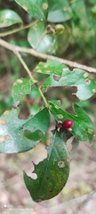 Lindera akoensis