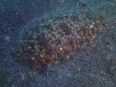 Dagetichthys marginatus