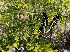 Papilio demodocus demodocus