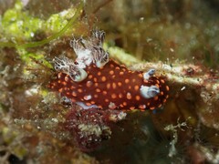 Nembrotha