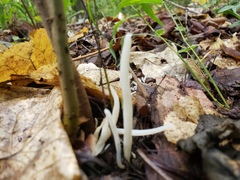 Clavaria