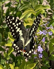 Papilio demodocus demodocus