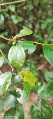 Lindera akoensis