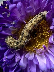 Helicoverpa armigera