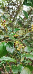Lindera akoensis