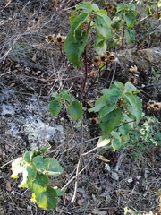 Cistus populifolius