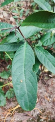 Turpinia formosana