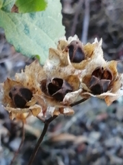 Cistus populifolius