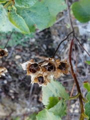 Cistus populifolius