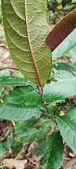 Turpinia formosana