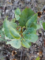 Cistus populifolius
