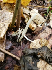 Clavaria