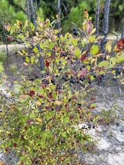 Vaccinium elliottii