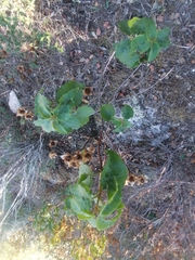 Cistus populifolius