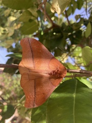 Saturniidae