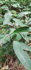 Turpinia formosana
