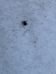 Ixodidae