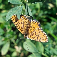 Melitaea didyma
