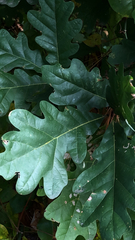 Quercus alba
