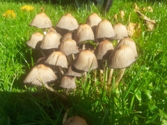 Coprinopsis atramentaria