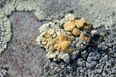 Rhizoplaca chrysoleuca