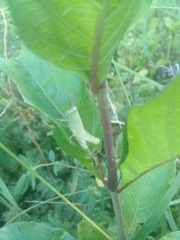 Abracris flavolineata