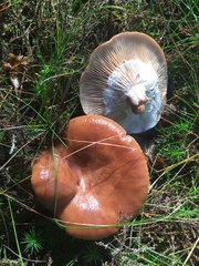 Gomphidius glutinosus