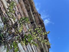 Adiantum capillus-veneris