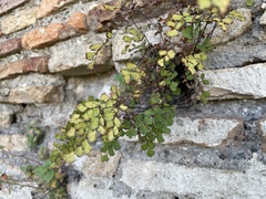 Adiantum capillus-veneris