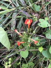 Ipomoea coccinea