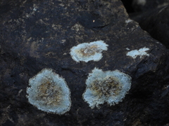 Placopsis