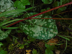 Pulmonaria