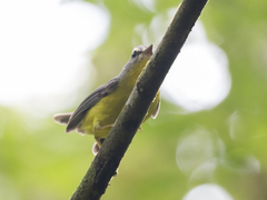 Basileuterus culicivorus