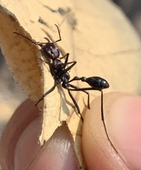 Ocymyrmex