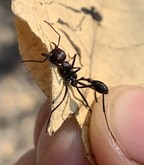 Ocymyrmex