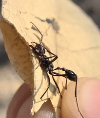 Ocymyrmex