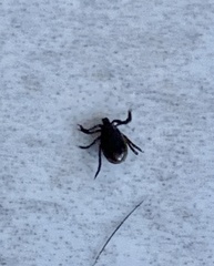 Ixodidae