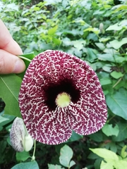 Aristolochia littoralis
