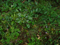 Pulmonaria