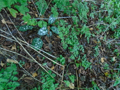 Pulmonaria