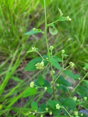 Varronia polycephala