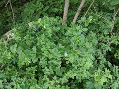 Rhododendron pilosum