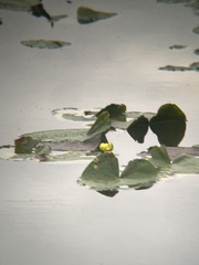 Nuphar advena