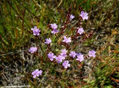 Limonium virgatum