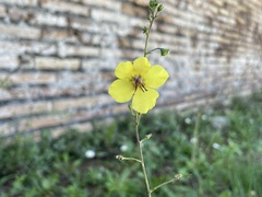 Verbascum
