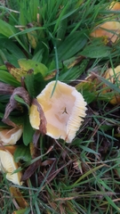 Hygrocybe ceracea