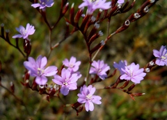 Limonium virgatum